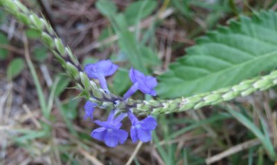 Porterweed, a blue wildflower
