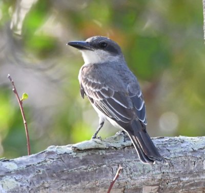 The back of the Gray Kingbird is lighter than on the Eastern Kingbird and it has no white tips on the tail feathers.
