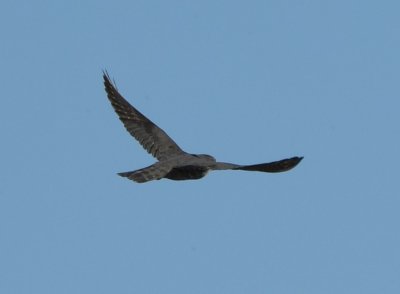 Merlin