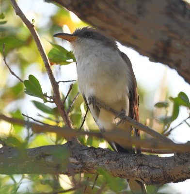 Yellow-billed Cuckoo