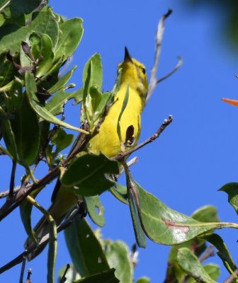 Adult male Prairie Warbler