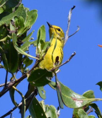 Adult male Prairie Warbler