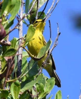 Adult male Prairie Warbler