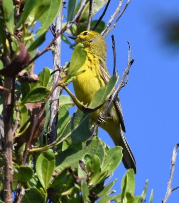Adult male Prairie Warbler