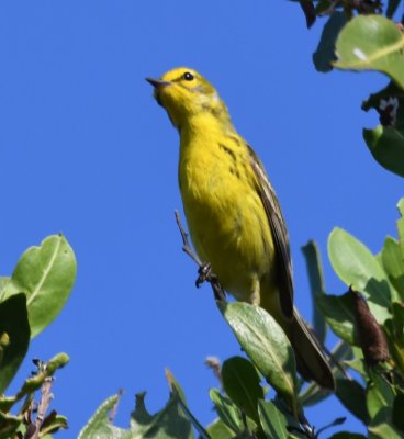 Adult male Prairie Warbler