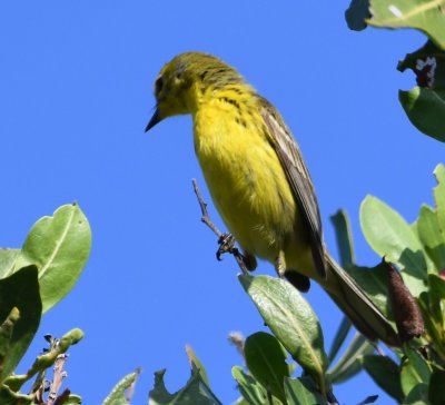 Adult male Prairie Warbler