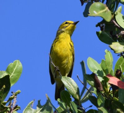 Adult male Prairie Warbler