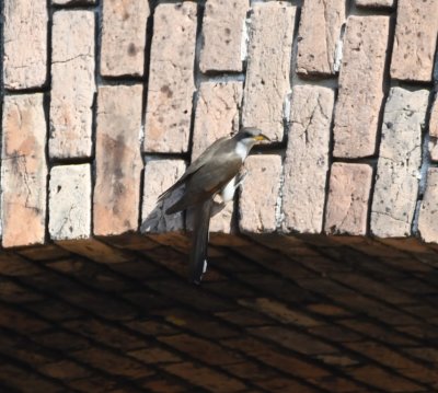 The Yellow-billed Cuckoo was all around the yard, including clinging to the bricks over one of the cannon cubicles.