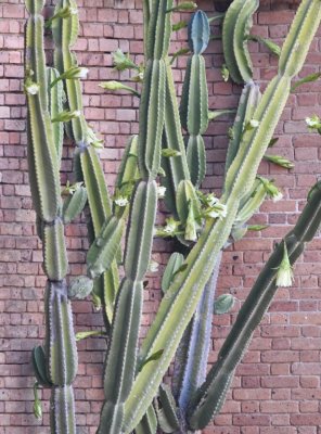 Cactus in an interior corner of the fort