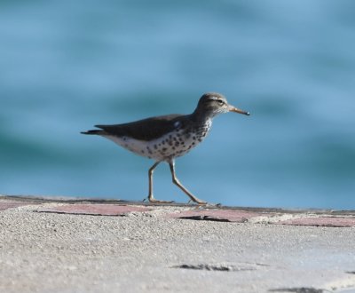 A Spotted Sandpiper along the moat wall