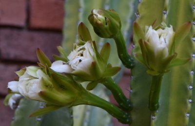 Cactus flowers