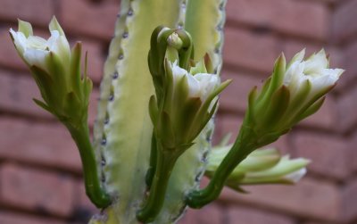 Cactus flowers