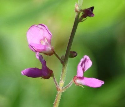 Purple wildflower