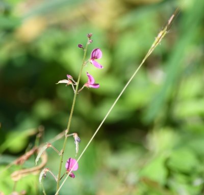 Purple wildflower
