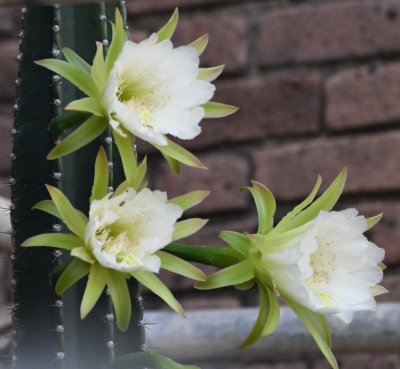 Cactus flowers