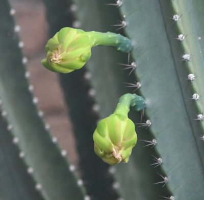 Buds of cactus flowers