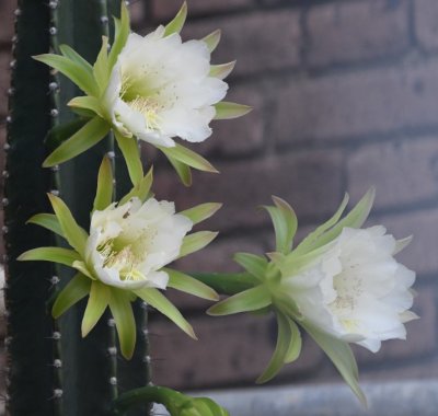 Cactus flowers