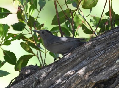 Gray Catbird