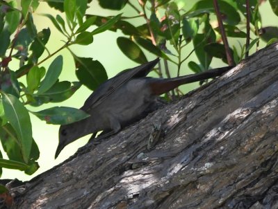 Gray Catbird