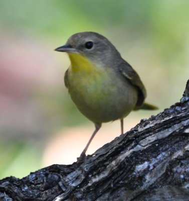 Florida-Dry Tortugas Trip, May 9, 2019