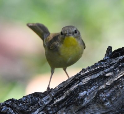 Nashville Warbler