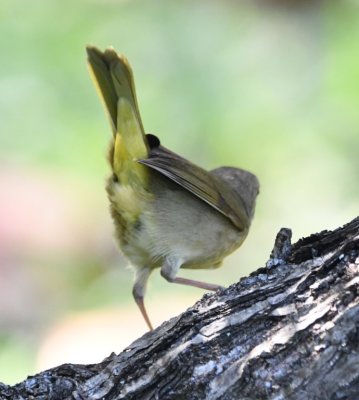 Nashville Warbler