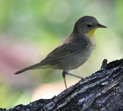Nashville Warbler