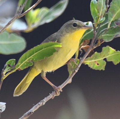 Nashville Warbler