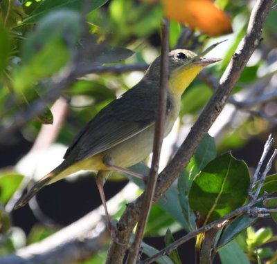 Nashville Warbler