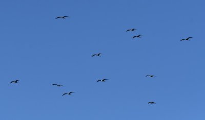 Male, female and juvenile Magnificent Frigatebirds soaring overhead