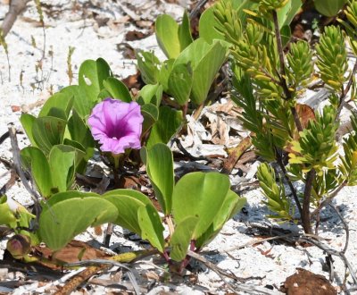 Beach petunia