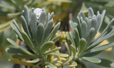 Seaside wildflower
