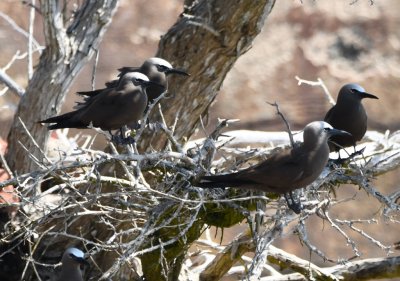 A few of the Brown Noddies found a shady spot to roost in a tree near the shore.