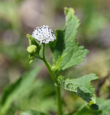 White wildflower