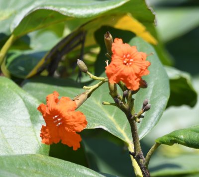 Orange wildflower