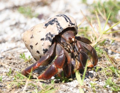 Hermit crab on the beach