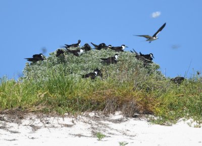 Brown Noddies and Sooty Terns on a grassy mound on the beach of Bush Key