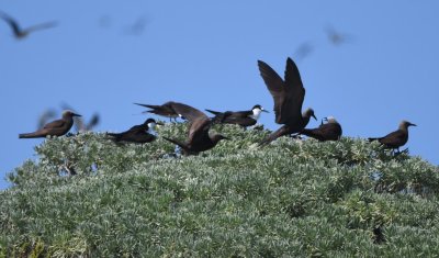 Sooty Terns and Brown Noddies