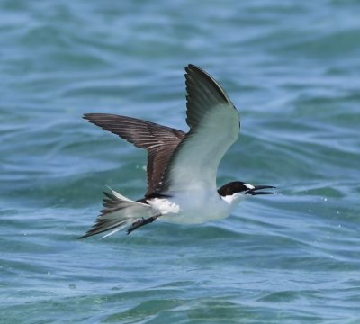 Sooty Tern in flight