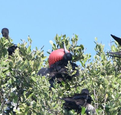 Adult Male Frigatebird inflating its red throat pouch on Long Key, Dry Tortugas, FL