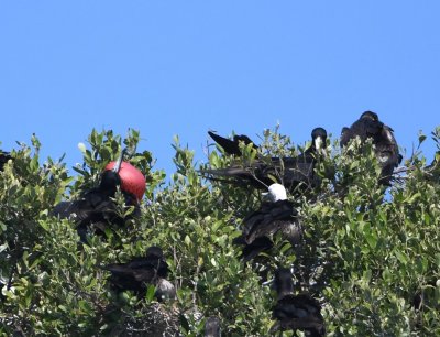 Adult Male Frigatebird inflating its red throat pouch