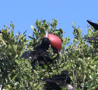 Adult Male Frigatebird inflating its red throat pouch