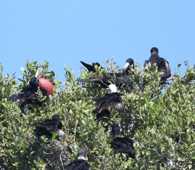 Adult Male Frigatebird inflating its red throat pouch among juvenile and female frigatebirds