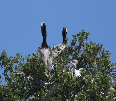 A pair of Brown Pelicans with a young one on the nest
