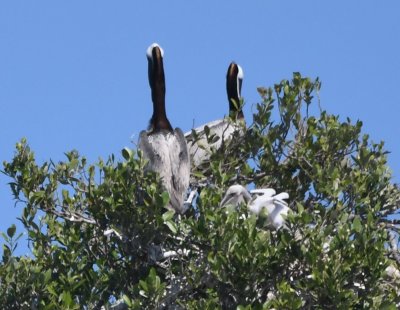 A pair of Brown Pelicans with a young one on the nest