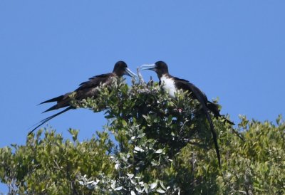 Female Magnificent Frigatebirds bill-to-bill