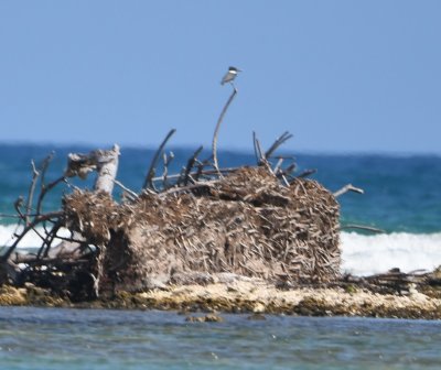 Belted Kingfisher on Long Key, Dry Tortugas, FL