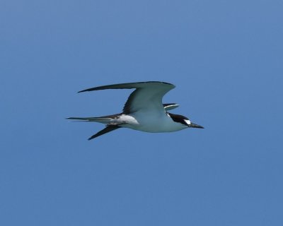 Sooty Tern in flight