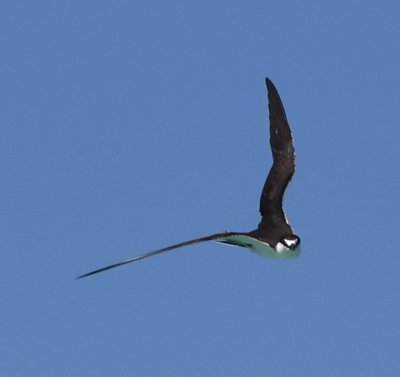 Sooty Tern making a sharp turn