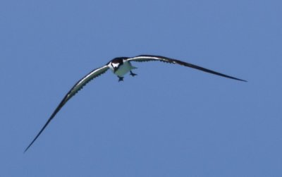 Sooty Tern
